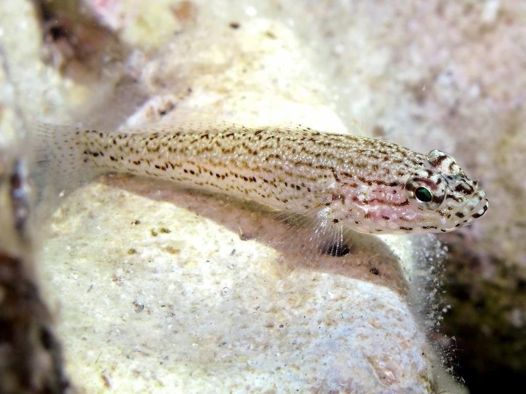 Gobius fallax (Sarato, 1889)